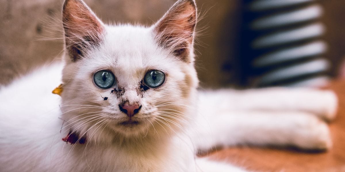Herpes bei Katzen Gefahr für Mund, Auge und Nase